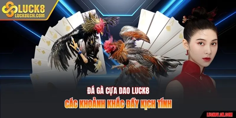 Đá gà cựa dao