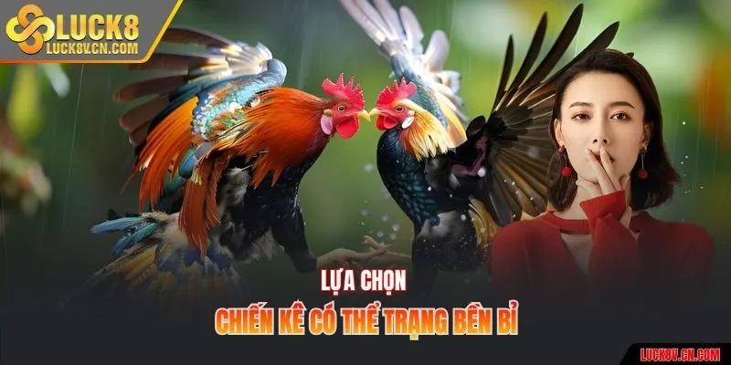 Lựa chọn chiến kê có thể trạng bền bỉ