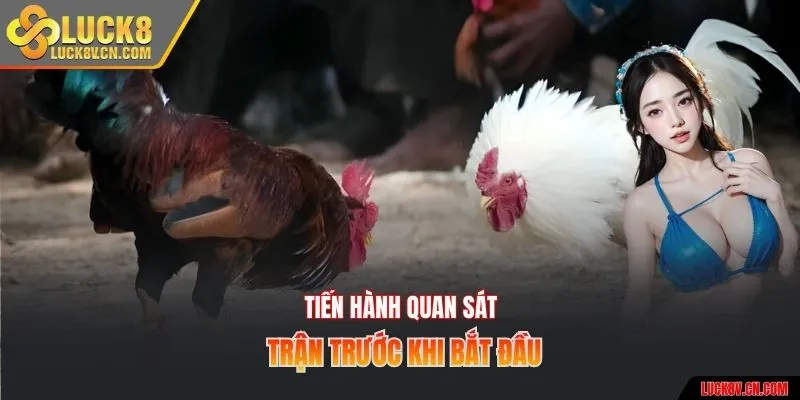 Tiến hành quan sát trận trước khi bắt đầu