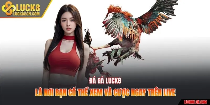 Đá gà Luck8 là nơi bạn có thể xem và cược ngay trên live